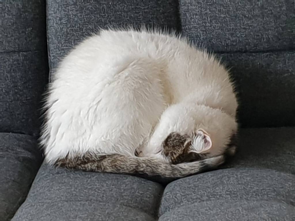 een kleine en ietwat pluizige witte kat met een grijs-bruin gestreepte staart ligt als een bolletje op een donkergrijze bank